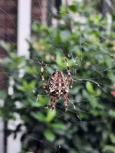 Jacquelien 04 Kruisspin